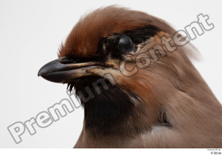 Bohemian waxwing Bombycilla garrulus head 0001.jpg